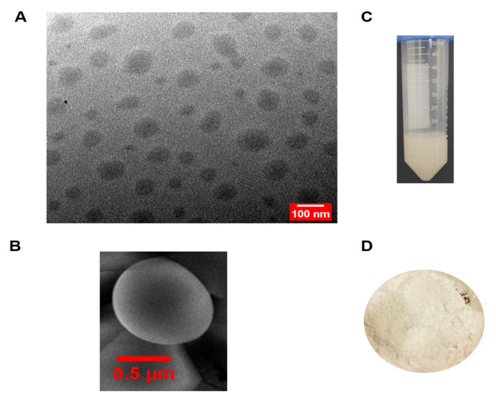Typical macro- and microscopic imagery of the optimized CBD-loaded transfersome formulation (T6). (A) TEM image (scale bar 100 nm); (B) SEM image; (C) physical appearance of the transfersomes (T6); (D) lyophilized free-flowing powder of the transferomes (T6).
