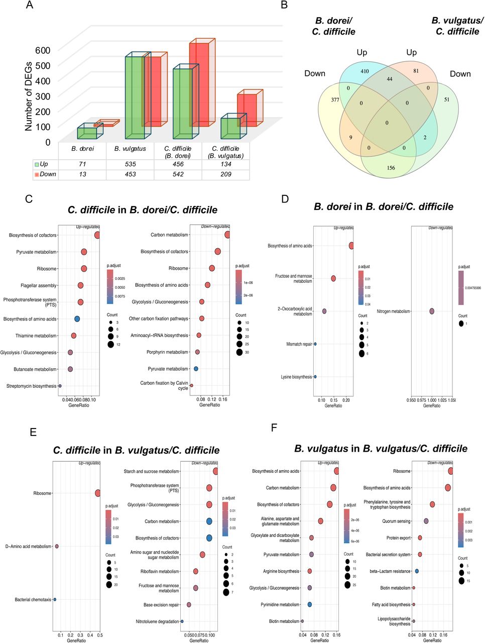 Metabolic shifts occur in Bacteroides-C. difficile biofilms.A) Numbers of B. dorei, B. vulgatus and C. difficile genes significantly changing in coculture biofilms at 24 h relative to their respective monoculture control biofilms. B) Significant differentially expressed C. difficile genes that were unique to specific cocultures, or that were overlapping or inversely expressed. Venn diagram was generated using InteractiVenn102. KEGG pathway enrichment of significantly expressed genes was carried out using ClusterProfiler, with separate analyses shown for enrichment of C. difficile (C) or B. dorei (D) in coculture and for C. difficile (E) or B. vulgatus (F) in coculture.