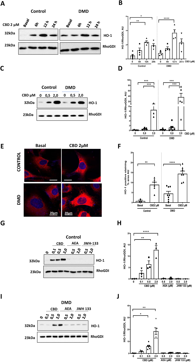 CBD up-regulates heme oxygenase-1 (HO-1) protein expression in hiPSC-cFib from DMD patients and healthy controls.(A–B) Representative western blots and quantification of HO-1 protein expression in hiPSC-cFib from healthy controls and DMD patients treated with CBD (2 μM) over a time course (6, 12, and 24 h). Data are presented as mean ± SEM from n = 3 healthy donors and n = 3 DMD patients, with technical replicates obtained from independent hiPSC-cFib differentiation batches. Statistical differences between treatments in control and DMD groups were determined using a non-parametric one-way ANOVA. *P < 0.05, **P < 0.01, ****P < 0.0001.(C–D) Representative western blots and quantification of HO-1 protein expression in hiPSC-cFib from healthy controls and DMD patients treated with increasing concentrations of CBD (0.5–2 μM) for 24 h (dose-response). Data are presented as mean ± SEM from n = 3 healthy donors and n = 3 DMD patients, with technical replicates of biological sample obtained from independent hiPSC-cFib differentiation batches. Statistical differences between treatments in control and DMD groups were determined using a non-parametric one-way ANOVA. *P < 0.05,***P < 0.001.(E–F) Representative 63x confocal images of hiPSC-cFib stained for HO-1 (red) and nuclei (DAPI, blue). Scale bar: 20 μm (E) and quantification of HO-1 fluorescence intensity (F). Data are presented as mean ± SEM from n = 3 healthy donors and n = 3 DMD patients, with technical replicates obtained from independent hiPSC-cFib differentiation batches. Statistical differences between treatments in control and DMD groups were determined using a parametric t-test. **P < 0.01, ****P < 0.0001 for CBD versus basal condition.(G–H) Representative western blots and quantification of HO-1 in hiPSC-cFib from healthy controls treated with CBD (0.1–2 μM, 24 h), AEA, or JWH-133 (0.5–2 μM, 24 h). Data are presented as mean ± SEM from n = 3 healthy donors and n = 3 DMD patients, with a technical replicate obtained from independent hiPSC-cFib differentiation batches. Statistical differences between treatments in control and DMD groups were determined using a non-parametric one-way ANOVA. **P < 0.01, ****P < 0.0001 versus basal condition.(I–J) Representative western blots and quantification of HO-1 in hiPSC-cFib from DMD patients under the same treatment conditions. Data are presented as mean ± SEM from n = 3 healthy donors and n = 3 DMD patients, with technical replicates per biological sample obtained from independent hiPSC-cFib differentiation batches. Statistical differences between treatments in control and DMD groups were determined using a non-parametric one-way ANOVA. *P < 0.05,**P < 0.01 versus basal condition.