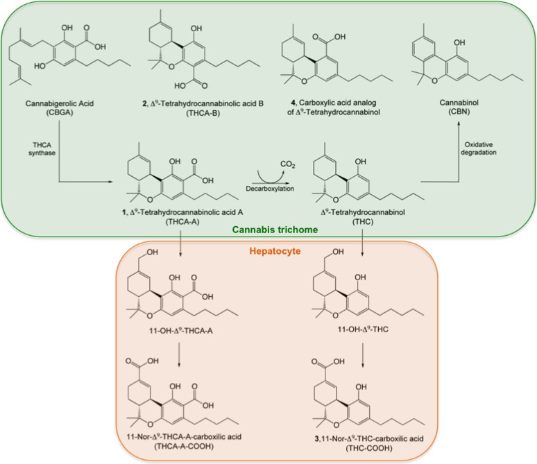 Synthetic and metabolic routes for THCA-A. THCA-A (1) is produced by THCA synthase from its precursor, CBGA, and stored in Cannabis glandular trichomes. THCA-A decarboxylates to form THC, which can further degrade to cannabinol. Other acid derivatives found in the plant are THCA-B (2), the minor isomer of THCA-A, and the carboxylic derivative of THC (4). Conversion of THCA-A into THC does not occur in vivo. Rather, both compounds undergo similar metabolic pathways, transforming first into the 11-hydroxyl intermediate and further oxidizing to the 11-carboxylic metabolites (THCA-A-COOH and 3). CBGA, cannabigerolic acid; THC, tetrahydrocannabinol; THCA-A, tetrahydrocannabinolic acid A.