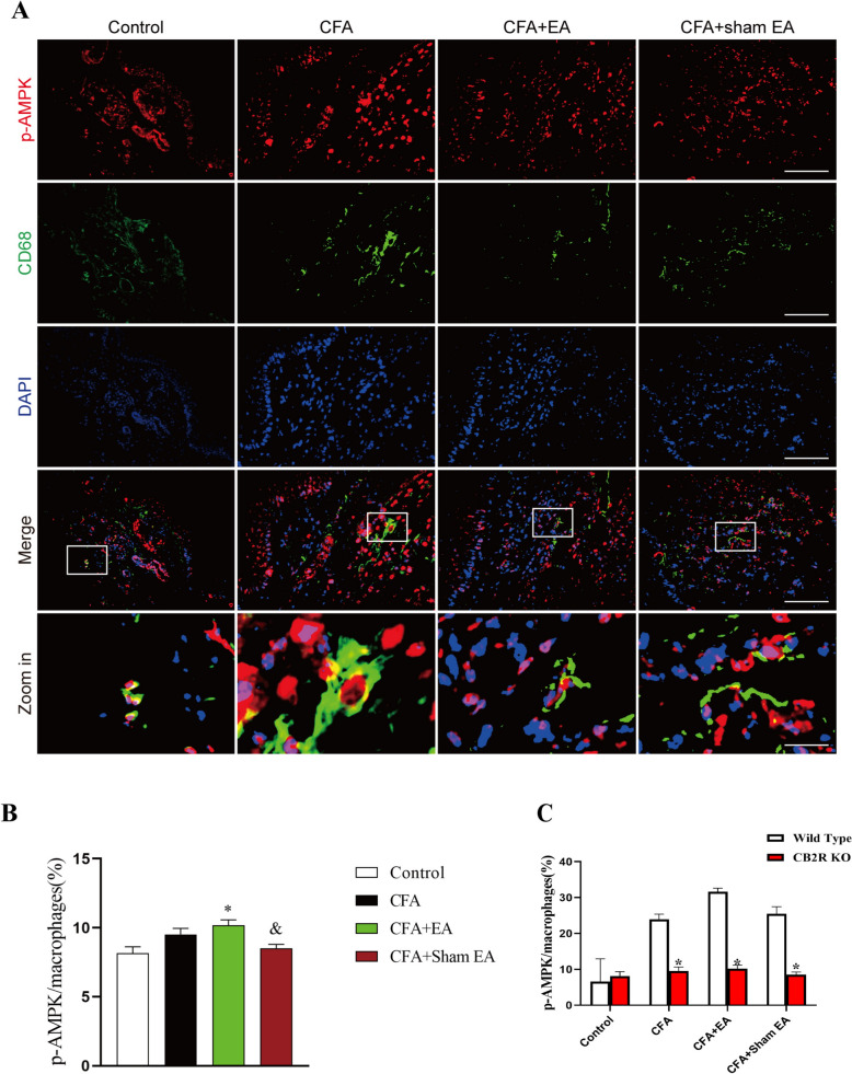 CB2R KO inhibits the activation of AMPK by EA in macrophages of inflamed skin tissue. A The double-labeled fluorescence results of macrophages (CD68 +) and p-AMPK in the inflamed skin tissue of CB2R KO mice. The macrophages (CD68 +) and p-AMPK had double labeling. The scale bars are 50 μm and 10 μm (Zoom in). B A statistical histogram of the percentage of positive area of double-labeled cells/macrophages. The data is shown as mean ± SEM (n = 4). One-way ANOVA was used to analyze the data. *P < 0.05 compared with Control group; #P < 0.05 compared with the CFA group; &P < 0.05 compared with CFA + EA group. C A statistical histogram of the percentage of positive area of double-labeled cells/macrophages between WT and CB2R KO groups. The data is shown as mean ± SEM (n = 4). T-test analysis was used to analyze the data. *P < 0.05 compared with WT mice