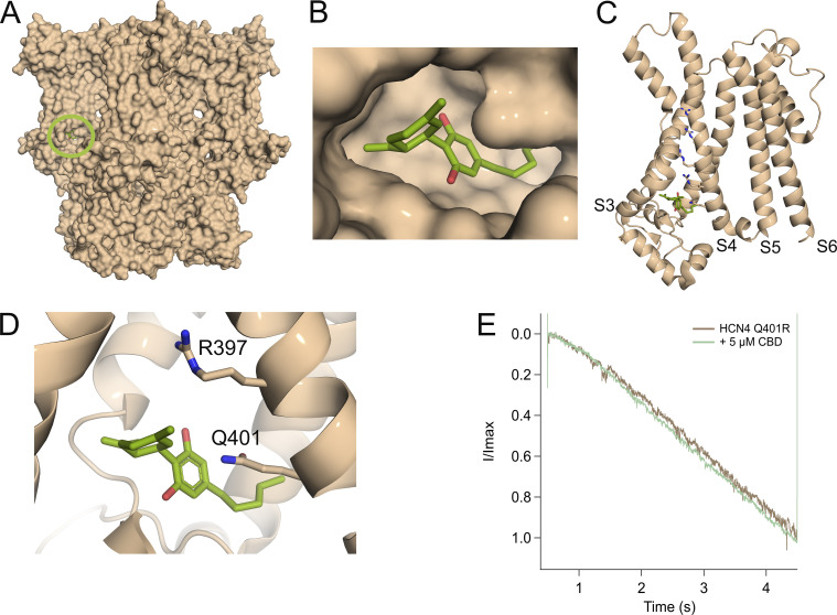 Computed highest binding affinity binding site of CBD with the cAMP bound HCN4 structure. (A) Space-fill model of HCN4, CBD (green) highlighted by green circle. (B) Zoomed in view of lipid binding pocket bound by CBD. (C) CBD binding location in the VSD of one subunit. (D) CBD is predicted to be in close proximity to polar (Q401) and charged (R397) residues of S4. (E) Normalized superimposition of HCN4 Q401R activation epoch before (brown) and after application of 5 µM CBD (green) for representative trace.