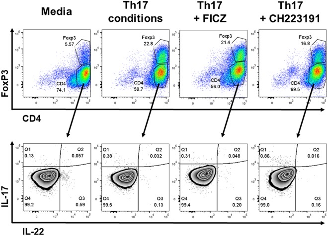 CD4 T cell phenotype in serum-free RPMI. Human peripheral blood naïve CD4 T cells were purified by negative selection and cultured for five days with plate-bound anti-CD3 and soluble anti-CD28. Additional treatment groups included Th17-inducing cytokines (IL-1β, IL-6, IL-23, TGF-β), AhR agonist (FICZ, 200 nM) or AhR antagonist (CH223191, 4 uM), as indicated. On day 5, T cells were restimulated with PMA and ionomycin in the presence of brefeldin A for 4 hours, stained with fluorescent-labelled antibodies and analyzed by flow cytometry. Shown are representative dot plots of CD4 versus FoxP3 on live cells (top) or IL-22 versus IL-17 on CD4+ FoxP3− cells (bottom).