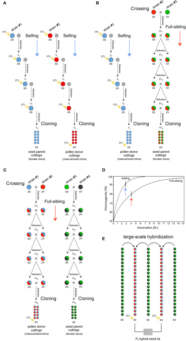 Breeding methods for the development of commercial F1 hybrid cultivars: two-way (A), three-way (B) and four-way (C) F1 hybrids with inbreeding progression in case of selfing and full-sibling crosses (D) and large-scale hybridization and F1 female-seed production (E).