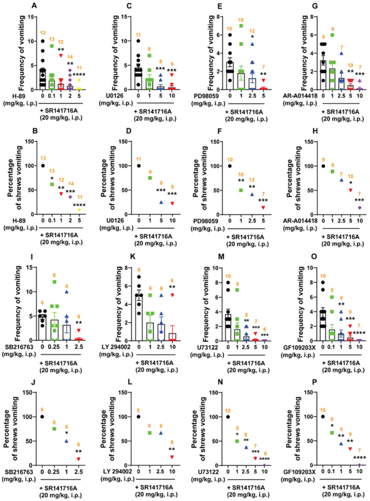 The antiemetic effects of inhibitors of emesis-associated PKA, ERK1/2, GSK-3α/β, PI3K, PLC, and PKCαβII proteins on the ability of the CB1 receptor inverse agonist/antagonist SR141716A (20 mg/kg, i.p.) to evoke vomiting. Different groups of least shrews were given an injection of either the corresponding vehicle or varying doses of the following: (1) PKA inhibitor H-89 (i.p.); (2) ERK1/2 inhibitors U0126 (i.p.) and PD98059 (i.p.); (3) GSK-3α/β inhibitors AR-A014418 (i.p.) and SB216763 (i.p.); (4) PI3K inhibitor LY294002 (i.p.); (5) PLC inhibitor U73122 (i.p.); and (6) PKCαβII inhibitor GF109203X (i.p.), 30 min prior to SR141716A (20 mg/kg, i.p.) injection. Emetic parameters were recorded for the next 30 min. The frequency of emesis (A,C,E,G,I,K,M,O) was analyzed with Kruskal–Wallis non-parametric one-way ANOVA followed by Dunn’s post hoc test and presented as mean ± SEM. The percentage of shrews vomiting (B,D,F,H,J,L,N,P) was analyzed using the chi-square test and presented as mean. * p < 0.05, ** p < 0.01, *** p < 0.001, **** p < 0.0001 vs. 0 mg/kg. The number of animals in each group is presented at the top of the corresponding column.