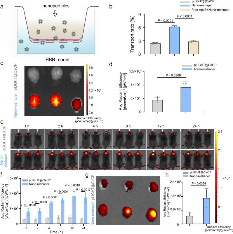 ApoE peptide enabled the brain targeting delivery of Nano-reshaper.a Scheme to illustrate DiI-labeled CaP nanoparticles crossing BBB model constructed by bEnd.3 cells. b The transport ratio (%) of DiI-labeled pLIGHT@CaCP and Nano-reshaper following 4 h incubation in vitro model. Blockade experiment was performed by pretreating bEnd.3 cells with free ApoE peptide (100 μg/mL) for 1 h before Nano-reshaper incubation (n = 3 samples per group). c Ex vivo DiR fluorescence imaging of excised brains obtained from healthy mice killed at 24 h post-injection. d Semi-quantitative results of the ex vivo brain radiant efficiency shown in c (n = 3 mice). e Real-time whole-body DiR fluorescence imaging of mice bearing intracranial GL261 GBM after i.v. injection of DiR-labeled pLIGHT@CaCP and Nano-reshaper. f Semi-quantitative results of the in vivo brain radiant efficiency (n = 3 mice). g Ex vivo DiR fluorescence imaging of excised brains obtained from mice bearing intracranial GL261 GBM killed at 24 h post-injection. h Semi-quantitative results of the ex vivo brain radiant efficiency shown in g (n = 3 mice). Data were shown as mean ± SD. Error bars represent SD. Significant difference was evaluated in b, d, f, and h using two-tailed unpaired Student’s t test. Source data are provided as a Source Data file.
