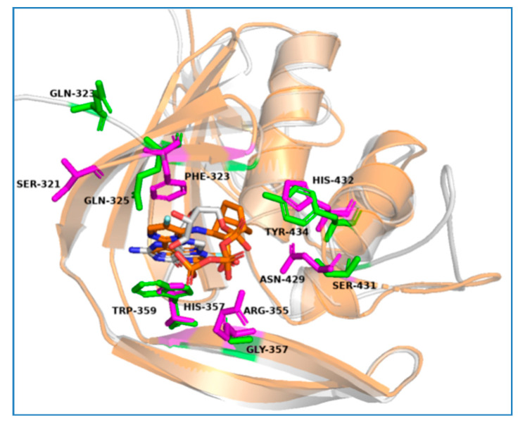 Three-dimensional structural overlay of the PB2 CBD of influenza A (H3N2) (PDB 4P1U, bound to VX-787) and influenza B/Lee/40 (PDB 5EFA, bound to M7GTP) and the key variant amino acid residues. PDB 4P1U is represented as an orange cartoon, and its key amino acid residues are shown with magenta sticks. PDB 5EFA is represented as a gray cartoon, and its key amino acid residues are shown with green sticks.