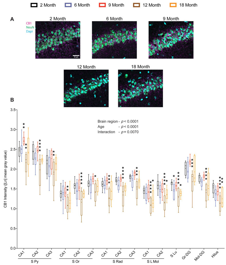 Effect of age on CB1 protein levels in the hippocampus. Coronal brain sections of 2-, 6-, 9-, 12- and 18-month-old mice were immunostained for CB1 receptor. Representative images depicting CB1 immunoreactivity in the CA1 region (scale bar = 25 μm) (A). Quantification of CB1 immunoreactivity across the sub-regions of the hippocampus revealed significant changes in CB1 protein levels with respect to age and brain region (B). (n = 9–12 images were analyzed from 3–4 mice per age group). Whiskers represent minimum and maximum values; + symbol within the box indicates mean; * p < 0.05; ** p < 0.01; *** p < 0.001; **** p < 0.0001; linear mixed model analysis followed by Dunnett´s multiple comparison test. p-values refer to pairwise tests against the 2-month-old group.
