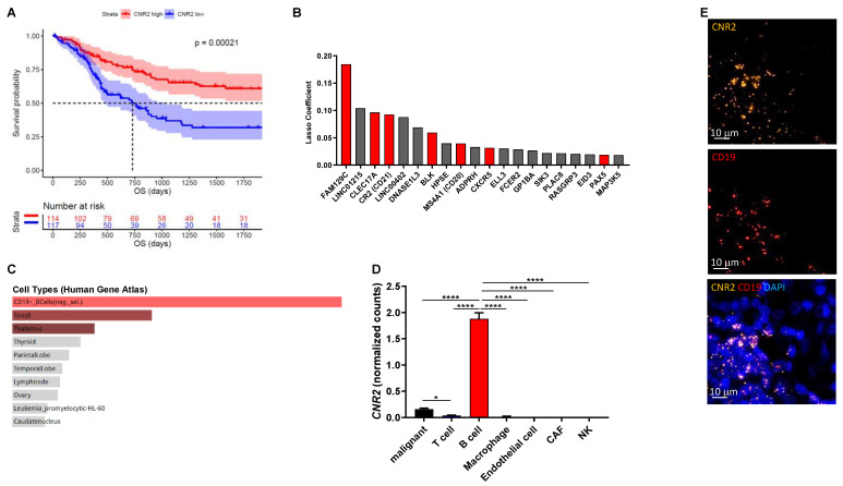 CNR2 is positively associated with increased overall survival (OS) in human melanoma patients and is primarily expressed in B cells. (A) Survival curves of melanoma patients with high vs. low CNR2 expression (top vs. bottom quartile) up to 5 years OS; log-rank test. Median survival for CNR2 high (n = 114) and low (n = 117) was 3818 and 730 days, respectively. (B) Top 20 genes predictive for CNR2 expression in melanoma as determined by lasso regression. Red bars represent B-cell-related genes; n = 472. (C) Gene set enrichment analysis of genes with lasso coefficient > 0 (n = 73) using Human Gene Atlas library. (D) CNR2 expression in various cell types as determined by single-cell RNA sequencing; Kruskal–Wallis test followed by Dunn’s multiple comparisons testing. Bar graphs are shown as mean +/− SEM. * p ≤ 0.05; **** p ≤ 0.0001. (E) Representative RNAscope-derived immunofluorescence images on human melanoma tissue sections.