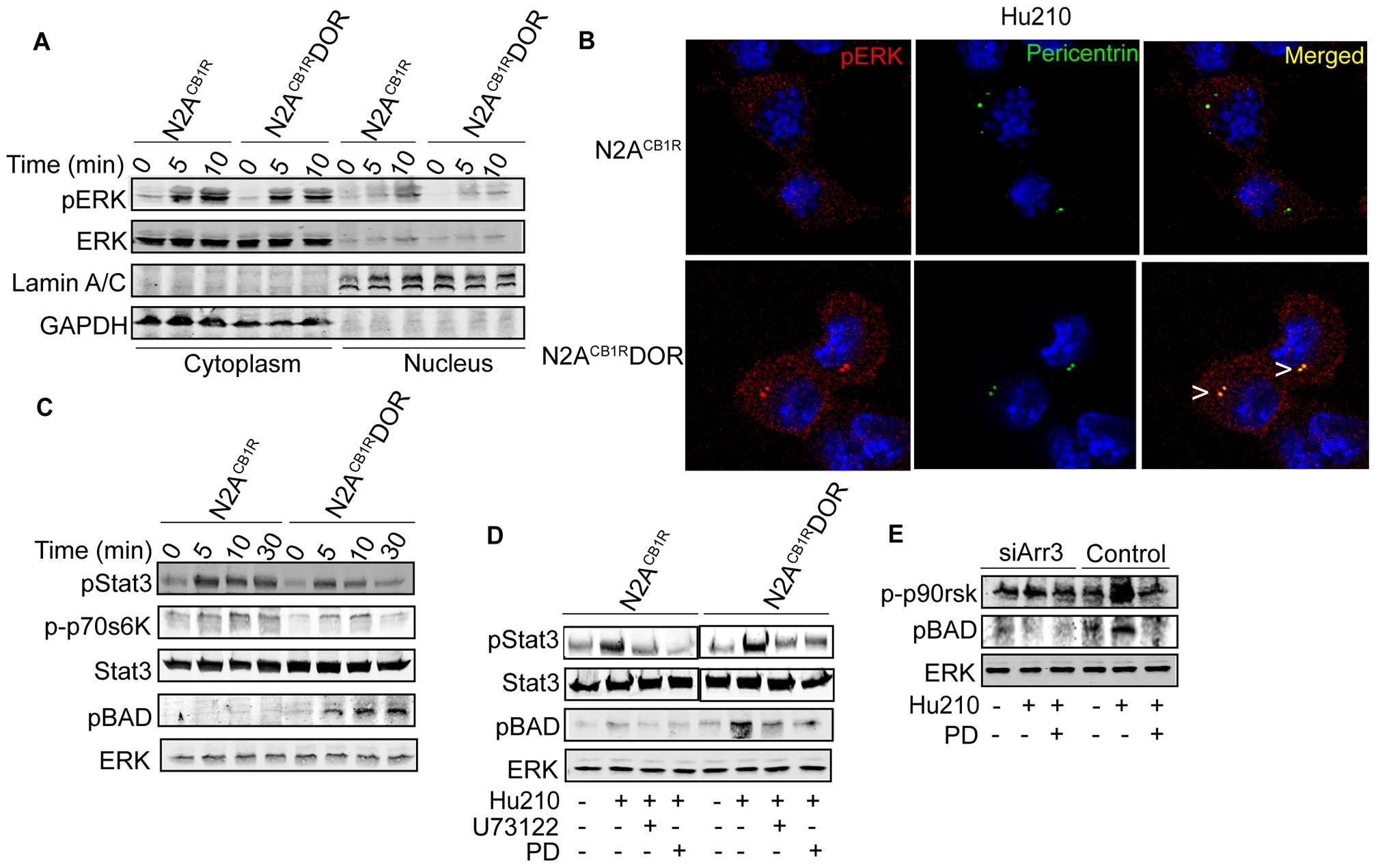 Role of arrestin3 and ERK substrates in cannabinoid signaling by the CB1R-DOR heteromer. A–B, Effect of CB1R-DOR heteromerization on subcellular localization of pERK. A, N2ACB1R and N2ACB1RDOR cells were treated with Hu210 (100 nM; 0, 5 or 10 min), cytoplasmic and nuclear extracts were prepared as described in Methods and analyzed (30 µg protein) by Western blotting with pERK (1∶1000), ERK (1∶1000), lamin A/C (1∶2000), and GAPDH (1∶2000) antibodies. IRDye 680 anti-rabbit and IRDye 800 anti-mouse were used as secondary antibodies (1∶10,000). B, N2ACB1R and N2ACB1RDOR cells treated with Hu210 (100 nM; 5 min) were immunostained with pERK (1∶1000, red) and pericentrin (1∶1000, green) antibodies and visualized using Alexa 488-conjugated anti-rabbit (1∶1000) and Alexa 594-conjugated anti-mouse (1∶1000) secondary antibodies using confocal microscopy as described in Methods. Representative of 3 independent experiments shown. C, Time course of phosphorylation of pERK substrates. Lysates (30 µg protein) from N2ACB1R and N2ACB1RDOR cells treated with Hu210 (100 nM; 0, 5, 10 or 30 min) were analyzed by Western blotting with STAT3 (1∶1000), phosphoSTAT3 (1∶1000), phospho-p70S6K (1∶1000), phospho-p90rsk (1∶1000) and phosphoBAD (1∶1000) antibodies. IRDye 680 anti-rabbit and IRDye 800 anti-mouse were used as secondary antibodies (1∶10,000). ERK (1∶1000) is used as a loading control. Representative of 3 independent experiments shown. D, Involvement of PLC and MEK in the phosphorylation of STAT3 and BAD. Lysates (30 µg protein) from N2ACB1R and N2ACB1RDOR cells treated with 100 nM Hu210 for 5 min in the absence or presence of U73122 (1 µM) or PD98059 (PD, 10 µM) were analyzed by Western blotting with STAT3 (1∶1000), phosphoSTAT3 (1∶1000), and phosphoBAD (1∶1000) antibodies. IRDye 680 anti-rabbit and IRDye 800 anti-mouse were used as secondary antibodies (1∶10,000). ERK (1∶1000) is used as a loading control. Representative of 3 independent experiments shown. E, Involvement of arrestin3 in BAD phosphorylation. Arrestin3 was down-regulated in N2ACB1RDOR cells by transfection with a siRNA. These cells were stimulated with Hu210 (100 nM) for 5 min, in the absence or presence of PD (10 µM). Lysates (30 µg protein) were analyzed by Western blotting with phospho-p90rsk (1∶1000) and phosphoBAD (1∶1000) antibodies. IRDye 680 anti-rabbit and IRDye 800 anti-mouse were used as secondary antibodies (1∶10,000). ERK (1∶1000) is used as a loading control. Representative of 3 independent experiments shown.