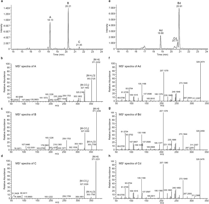 Identification of compounds corresponding to the molecular formula C23H32O4 in C. sativa FM2. (A) UHPLC-HRMS extracted ion chromatogram (EIC) for molecular formula C23H32O4 in native FM2 and the relative fragmentation spectra, in negative ionization mode, for the identified peaks A (panel B), B (panel C) and C (panel D). (E) UHPLC-HRMS extracted ion chromatogram (EIC) for molecular formula C22H31O2 in decarboxylated FM2 and the relative fragmentation spectra, in negative ionization mode, for the identified peaks Ad (panel F), Bd (panel G) and Cd (panel H).