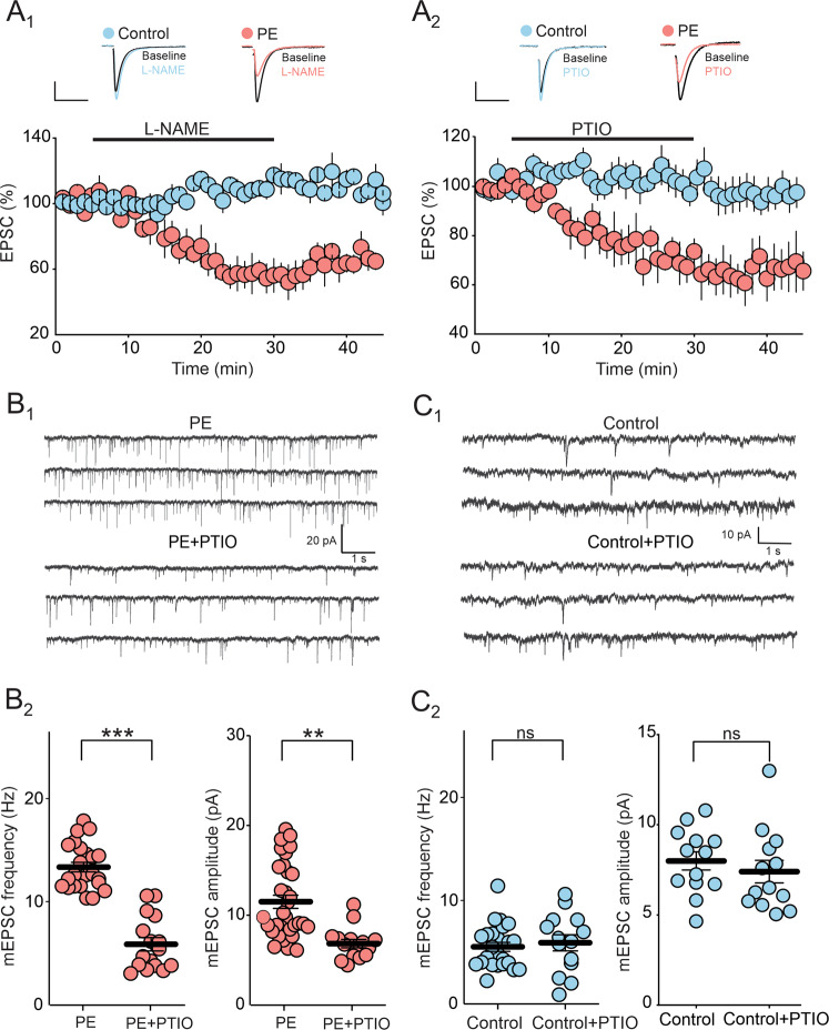 Increased tonic NO signaling contributes to PE-induced potentiation of DRn glutamate synapses.A Inhibition of tonic NO signaling depresses the amplitude of EPSCs in PE, but not in control rats. A1 The NOS inhibitor L-NAME inhibits the amplitude of EPSCs only in PE rats. Lower panel is a time-course summary of normalized EPSC amplitude depicting the depression of EPSC amplitude induced by L-NAME (100 µM) in PE (, n = 8, N = 4 from 2 litters, paired t-test: p < 0.01, vs baseline), but not in control rats (, n = 9, N = 4 from 2 litters, paired t-test: p > 0.05, vs baseline). Upper panel illustrates representative EPSC traces taken before (1) and during L-NAME application (2). Scale bars: 25 pA, 10 ms. A2 The NO scavenger PTIO depresses the amplitude of EPSCs in PE, but not in control rats. Lower panel depicts the depression of EPSC amplitude induced by PTIO (100 µM) in PE (, n = 9, N = 4 from 2 litters, paired t-test: p < 0.05, vs baseline) compared to control (, n = 8, N = 4 from 2 litters, paired t-test: p > 0.05, vs baseline). Upper panel represents sample EPSC traces collected before (1) and during PTIO application (2). Scale bars: 25 pA, 10 ms. B Inhibition of tonic NO signaling reduces the frequency and the amplitude of mEPSCs in PE rats. B1 Upper and lower graphs illustrate sample current traces recorded from PE rats in the absence and presence of PTIO (100 µM), respectively. Scale bars: 500 ms, 10 pA. B2 Summary of the effects of PTIO on the frequency and amplitude of mEPSC in PE rats. Left graph represents scatter plots of mEPSC frequency recorded in PE rats in the absence (PE, n = 23, N = 8 from 4 litters) and presence of PTIO (PE + PTIO, n = 16, N = 5 from 3 litters, Mann-Whitney test: p < 0.001, PE vs PE + PTIO). Right panel depicts scatter plots of the average mEPSC amplitude recorded in PE rats in the absence (PE, n = 32, N = 10 from 5 litters) and presence of PTIO (PE + PTIO, n = 15, N = 5 from 3 litters, Mann-Whitney test: p < 0.01 PE vs PE + PTIO). (C) Inhibition of tonic NO signaling has no effect on the frequency and amplitude of mEPSCs in control rats. (C1) Sample current traces recorded from control rats in the absence and presence of PTIO (100 µM), respectively. (C2) Left panel illustrates the frequency of mEPSC recorded in the absence (n = 24, N = 8 from 4 litters) and presence of PTIO (n = 14, N = 5 from 3 litters, paired t-test: p > 0.05). Right panel depicts the amplitude of mEPSC recorded in the absence (n = 33, N = 11 from 6 litters) and presence of PTIO (n = 13, N = 6 from 3 litters, paired t-test: p > 0.05). n = number of cells, N = number of rats.