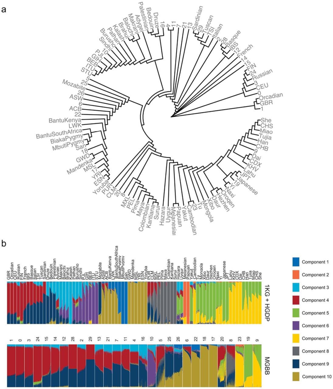ADMIXTURE analysis for reference population (1KG + HGDP) and genetic clustersa, Phylogenetic tree generated using Fst Values. The phylogenic tree was constructed using the Neighbor-Joining method with pairwise Fst values serving as a measure of genetic distance between populations. A higher Fst value indicates a greater genetic differentiation between populations. The numeric numbers indicate genetic cluster in MGBB. Ancestry names indicated reference populations in 1KG or HGDP. The number indicate genetic clusters in MGBB. b, In each panel, a stacked column of color segments represents an individual participant. The color of each segment corresponds to one of the K = 10 ancestral components, as determined by ADMIXTURE software. The length of each colored segment within a participant’s column indicates the estimated proportion of their genome attributed to that specific ancestral population. The choice of K = 10 was informed by cross-validation results, with the aim of minimizing prediction error (Supplemental Information Figure 3). The abbreviations and detailed descriptions for the ancestral populations corresponding to each color are provided in Supplemental Table 7. 1KG, 1000 Genomes Project; HGDP, Human Genome Diversity Project; MGBB, Mass General Brigham Biobank.
