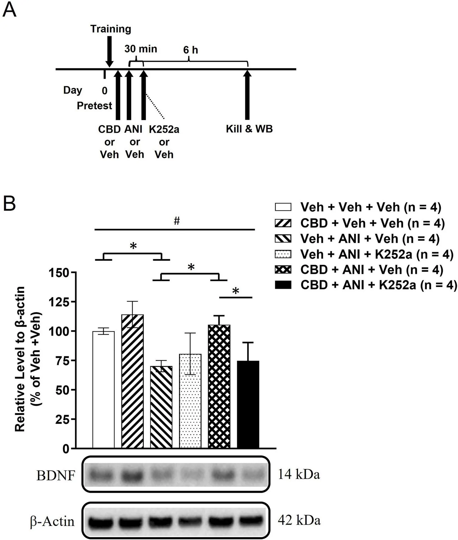 Panel A shows an experimental timeline with drug or vehicle administration, training, and subsequent sample collection at 6 hours after drug administration. Panel B presents a bar graph comparing BDNF protein levels normalized to belta-actin across six treatment groups, with Western blot images below and statistical significance indicated by asterisks and a pound sign.