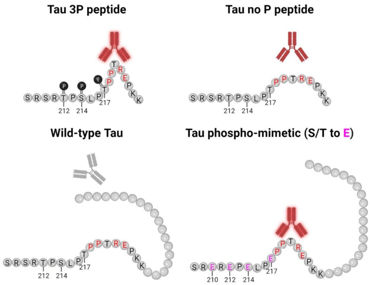 5E2 and 2F12 Tau binding schematic. This model for 5E2 and 2F12 antibody binding shows that both antibodies exhibit strong immunoreactivity for the phosphorylated tau peptide, while the signal for the non-phosphorylated tau peptide is weaker, but still present. Both antibodies require Pro218-Glu222 for binding (residues highlighted in red), which likely contribute to the conformational character of the epitope. While Pro218-Glu222 is also present in full-length wild-type tau, the epitope for 5E2 and 2F12 is masked due to the adjacent tau sequence, which is lacking for the non-phosphorylated tau peptide, allowing for the antibodies to bind. The introduction of negative charges due to phospho-mimetics at residues 210, 212, 214, 217 (highlighted in pink) unmasks the epitope, allowing for 5E2 and 2F12 to bind. Our data collectively show that both 5E2 and 2F12 rely on a conformational epitope, which is indicated by the bend in the peptides and proteins. Since tau antibodies show stronger immunoreactivity for the phosphorylated peptide compared to the non-phosphorylated peptide, the presence of these phosphorylation sites, which are elevated in human AD brain tissue, also likely contribute to the conformational characteristic of these antibodies. Created with Biorender.com.
