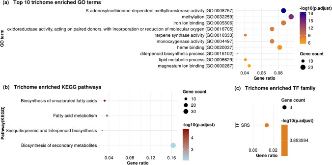 Functional enrichment of trichome-specific genes. a Gene ontology (GO) terms, b KEGG metabolic pathways and (c) transcription factor (TF) families
