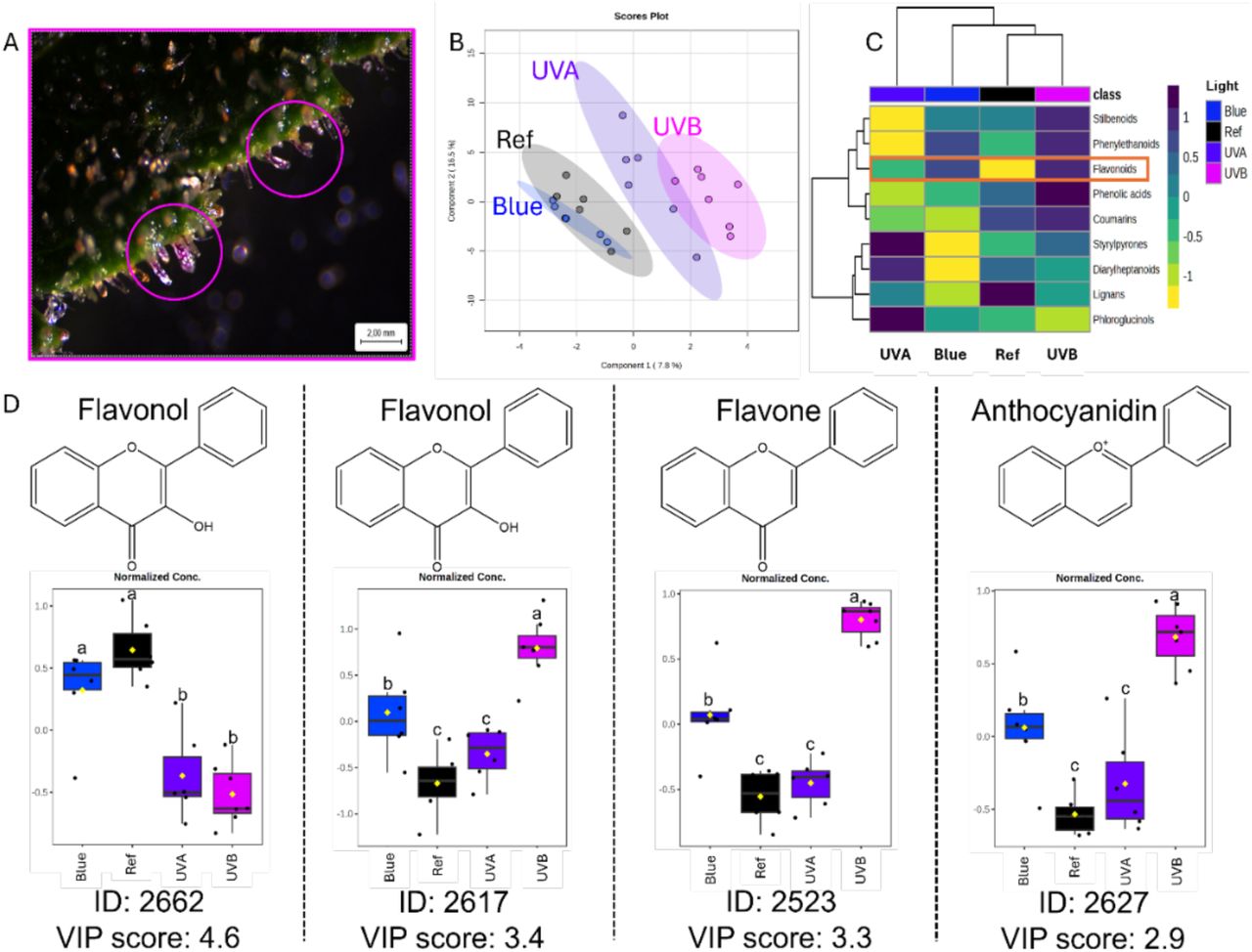 Effect of short-wavelength (UVB, UVA, blue light) on flavonoids production in Cannabis sativa L. inflorescences (A) Glandular trichomes on bracts in inflorescences of generative plants (eight weeks after onset of flowering) exposed to UVB. Pink circles indicate glandular trichomes with magenta coloration; (B) Partial least square - discriminant analysis (PLS-DA) of the phenylpropanoid/shikimate dataset (cross-validation R2 = 0.98, Q2 = 0.52). Ellipses represent 95% confidence region for each short-wavelength treatment; (C) Heatmap based on hierarchical clustering of the ‘phenylpropanoid’ dataset with variables in projection (VIP) score ≥ 0.5; yellow to dark blue bar corresponds to a Z-scaling ranging from -1 to 1, orange rectangle highlights the flavonoids subclass; (D) Relative abundances of flavonoid features within the ‘phenylpropanoid/shikimate’ dataset with VIP scores ≥ 2.5 in inflorescences exposed to UVB, UVA, or blue light. Positive or negative values on the x-axis indicate higher and lower relative abundance compared with the dataset’s mean. Boxplots represent median (horizontal line), interquartile range (box), mean (yellow diamond), maximum and minimum (whiskers), and outliers (beyond whiskers). Mean values represent the average of six inflorescences per treatment (n = 6). Different letters indicate significantly different values for short-wavelength treatments according to a Fisher’s protected LSD test (α = 0.05).