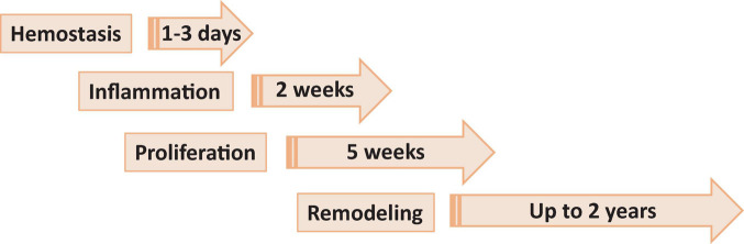 Phases of wound healing. Phase 1, hemostasis is the process of clot formation to stop bleeding, and includes steps such as vasoconstriction, aggregation of platelets and migration of leukocytes. Phase 2, inflammation is the process of cleaning the wound and preparing for the formation of new blood vessels. It includes processes such as release of antibacterial molecules by neutrophils, engulfing of pathogens and debris by macrophages, and release of angiogenic substances to stimulation angiogenesis and granulation. Phase 3, proliferation (or granulation) – the process allowing to bring the wound edges together and seal it. It includes proliferation of the wound by fibroblasts, with secretion of glycoproteins and collagen, followed by migration of epithelial cells from the wound edges and formulation of granulation tissues. Phase 4, remodeling (or maturation) phase is mostly a continuation of proliferation phase resulting in formation of proper tissue.