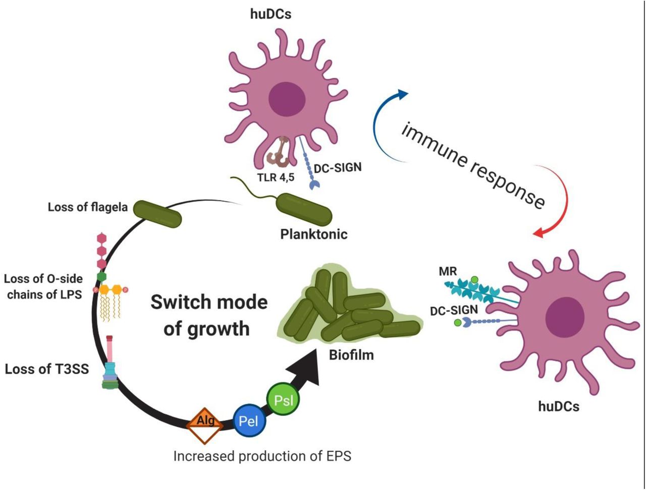 Role of lectin receptors during P. aeruginosa infection.Planktonic P. aeruginosa and biofilms co-exist in the host, with planktonic bacteria primarily associated with acute infections and biofilms with chronic infections. Planktonic bacteria display traits associated with enhanced cytotoxicity (T3SS+) and ability to stimulate immune cells (Flagellin+) and can trigger multiple signalling pathways through engagement of pattern recognition receptors (Toll-like receptors are displayed as example). In this instance DC-SIGN, could modulate cellular activation and lead to upregulation of IL-10 production (as observed in other pathogens). Biofilms engage both DC-SIGN (through biofilm-associated carbohydrate and ligands in planktonic cells) and MR (through biofilm-associated carbohydrates). In addition, biofilm-associated bacterial cells could display reduced ability to cause cytotoxicity and stimulate pattern recognition receptors. In this instance MR and DC-SIGN could modulate an already altered cellular activation likely leading to further modulation of immunity away from pro-inflammatory Th1-dominated responses.