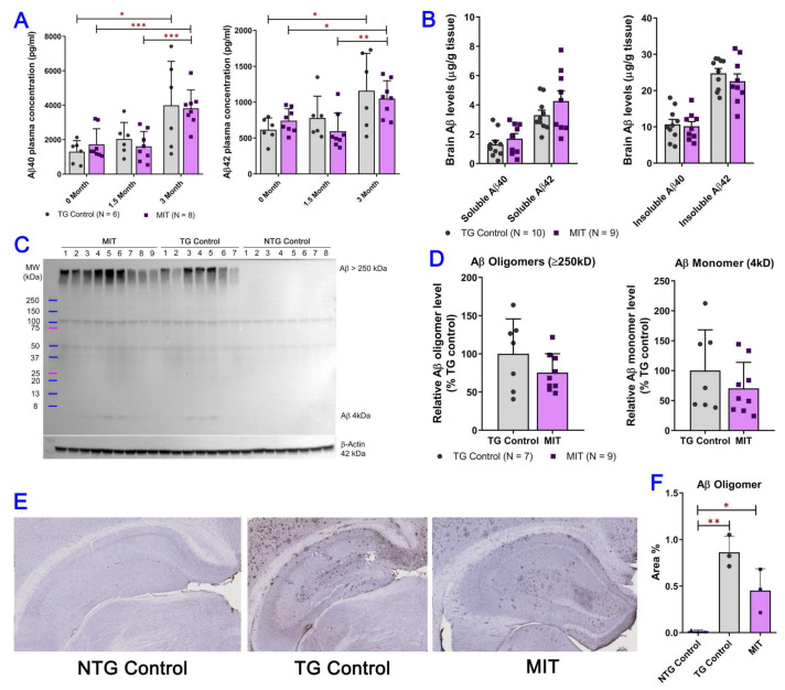 The evaluation of monomeric and oligomeric Aβ in plasma and brain tissue of APP/PS1 mice after intranasal MIT treatment for 3 months. (A) Aβ40 and Aβ42 levels in the plasma of APP/PS1 mice were evaluated using ELISA. Plasma samples were collected from the APP/PS1 mice at the beginning, in the middle, and after the intranasal treatment course. No significant difference in Aβ1-40 and Aβ42 plasma levels was found between the TG control (N = 6) and MIT (N = 8) treatment groups (p > 0.05 using an independent sample t-test). A comparison of plasma soluble Aβ levels measured at different time points showed that plasma levels of soluble Aβ in TG control mice measured after the 3-month vehicle treatment were significantly higher than the baseline levels. Soluble Aβ plasma levels in MIT-treated TG mice measured after the 3-month MIT intranasal treatment were significantly higher than the baseline levels and those measured after the 1.5-month treatment. * p < 0.05, ** p < 0.01, and *** p < 0.001 compared with measurement at 3 months after the start of the treatment using one-way ANOVA with a Tukey’s post hoc multiple comparison test. (B) Soluble and insoluble Aβ40 and Aβ42 peptide levels in TG control (N = 10) and MIC-treated TG (N = 9) brain tissues were evaluated using ELISA. Brain tissue samples were collected from the NTG mice treated with vehicle control and the TG mice treated with either vehicle control or MIT once daily for 3 months. (C) Western blotting analysis of oligomeric (MW = >250 kD) and monomeric (MW = 4 kD) Aβ in the brain tissue of MIT-treated (N = 9), TG control (N = 7), and NTG control (N = 8) mice. Neither oligomeric nor monomeric Aβ was detectable by Western blotting in NTG control brain tissues. (D) Densitometric analysis of aggregated and monomeric Aβ levels in the brains of aged MIT-treated TG mice and not-treated mice. Detection of β-actin was used to ensure equal sample loading per line. No significant difference in Aβ was found between the TG control and MIT treatment groups. All data are presented as mean ± SD. (E) Coronal slices of the left cerebral hemisphere from MIT-treated, NTG, and TG control mice. Representative Aβ oligomer staining images of brain sections. (F), quantification of IHC staining of Aβ. IHC results are presented as the percentage of Aβ oligomer staining positive tissue area per field in the brain. No statistically significant differences in the Aβ oligomeric isoform were found between the MIT-treated and the TG control group; however, MIT-treated mice had lower Aβ plaque loads than the TG control mice. The data are presented as mean ± SD (N = 3). Statistical analysis was conducted using a one-way ANOVA followed by a Tukey post hoc multiple comparison test.