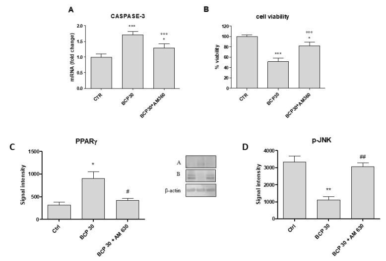 Graphs represent caspase-3 gene expression (A), cell viability (B), and the protein expression of PPARγ (C) and pJNK (D) in U373 cells untreated and treated with BCP at the dose 30 μg/mL and BCP (30 μg/mL) + AM630, cannabinoid receptor 2 (CB2) receptor antagonist. After densitometric analysis data are expressed as signal intensity and means ± SD. * p < 0.05 and ** p < 0.01 vs. the control and BCP+AM630; °°° p < 0.001 vs. BCP 30; # p < 0.05 and ## p < 0.01 vs. BCP30. *** p < 0.001.