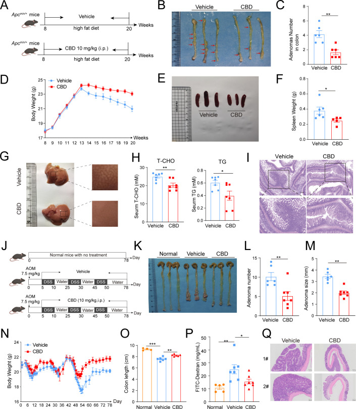 CBD ameliorates colorectal adenomas in mice models. (A) Experimental timeline and design (n=6/group). Apcmin/+ mice were fed with high-fat diet to induce colorectal adenomas with vehicle or CBD treatment for 12 weeks. (B) Representative pictures of mice colon form indicated groups and the red arrow indicated the adenomas. (C) The number of adenomas in mice colon. (D) Body weight of mice. (E) Representative pictures of spleen size from indicated groups. (F) Spleen weight of mice. (G) Representative pictures of mice livers. (H) T-CHO and TG levels in mice serum detected by ELISA. (I) Representative images of H&E staining of mice colon. Scale bar, 100 µm. (J) Experimental timeline and design. WT C57BL/6 mice were first injected with AOM and then give 2.5% DSS water for 5 days, replaced with fresh water for another 5 days and repeated three cycles to induce inflammation associated colorectal adenomas. The mice with colorectal adenomas treated with vehicle or CBD every day. WT C57BL/6 mice with no treatment were the normal control. Normal group (n=5), vehicle and CBD group (n=7/group). (K to M) The representative pictures of mice colon (K) and adenomas number (L) and size (M) in mice colon from different groups. (N) Body weight change of vehicle and CBD group. (O–P) Mice colon length (O) and intestinal permeability (P) of three groups. (Q) Representative images of H&E staining of colon in AOM/DSS model. Scale bar, 200 µm. *p<0.05, **p<0.01, ***p<0.001. P values were calculated by Student’s t-test or one-way ANOVA with Tukey’s multiple comparisons test. ANOVA, analysis of variance; AOM, azoxymethane; CBD, cannabidiol; DSS, dextran sulfate sodium salt; i.p., intraperitoneal injections; T-CHO, total cholesterol; TG, triglyceride.