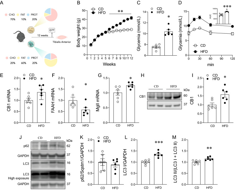 Effects of a high-fat diet on body weight, glucose homeostasis, endocannabinoid system, and autophagy markers. A Study design. B Body weight. C Glycemia. D Glucose tolerance test (GTT). E Expression of CB1 mRNA levels. F Expression of FAAH mRNA levels (fatty acid amide hydroxylase). G Expression of monoacylglycerol lipase (Mgll) mRNA levels. H–I CB1 protein levels. J Representative western blot. (K) p62/Sqstm1 protein levels. L LC3 I protein levels. M LC3 II normalized by total LC3. Two-way analysis of variance (ANOVA) repeated measurements with Bonferroni’s post hoc test and unpaired t-test were conducted. *p < 0.05; **p < 0.01; ***p < 0.0005; ****p < 0.0001. Values are expressed as mean and S.E.M. and scatter dot plots, as appropriate