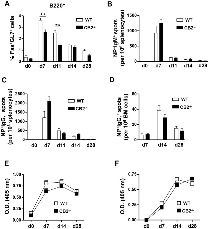 GC B cells are reduced, but antigen-specific plasma B cell formation and antigen-specific serum IgM and IgG1 levels are unaltered in CB2−/− mice upon i.p.immunization with a T-dependent antigen. WT (open bars) and CB2−/− (closed bars) mice were i.p. immunized with 30 µg alum-precipitated NP-CGG. (A–D) Spleens and BM were collected before (day 0) or 7, 11, 14, and 28 days after immunization for the analysis of GC B cells in the spleen by flow cytometry (A) and NP-specific IgM and IgG1-secreting plasma cells in the spleen (B, C, respectively) and BM (D) by ELISPOT. (A) The percentage of Fas+GL7+ GC B cells within the B220+ population is shown. (B–D) Frequencies of NP-specific IgM+ (B) and IgG1 + spots (C) per 106 splenocytes and NP-specific IgG1 + spots per 106 BM cells (D) on the indicated days are shown. (E, F) Serum was collected from NP-CGG-immunized WT and CB2−/− mice on days 0, 7, 14 and 28 and NP-specific IgM and IgG1 titers were measured from two-fold serially diluted serum (1/400 to 1/3200 for IgM and 1/20000 to 1/160000 for IgG1) by ELISA. The O.D. value for NP-specific IgM at the 1/1600 dilution (E) and NP-specific IgG1 at the 1/40000 dilution (F) are shown. Data shown are the mean ± SEM from two independent experiments each with 3–4 mice per group. **p<0.01.