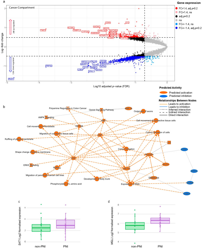 Differentially expressed genes and pathways enriched in cancer compartment of PNI foci. (a) Volcano plot showing differentially expressed genes in PNI cancer compartment compared with non-PNI foci. Each dot represents gene, with red dots indicating genes significantly up-regulated (adjusted p-value < 0.20 and fold change > 1.4), dark blue dots indicating genes that are significantly down-regulated (adjusted p-value < 0.20 and fold change < −1.4) and black dots indicating genes differentially expressed (adjusted p-value < 0.20) with fold change between −1.4 and 1.4. Pink and light blue dots are genes with fold change >1.4 and fold change < −1.4, respectively, but are not statistically significant (adjusted p-value > 0.20). Dotted lines represent threshold for statistical significance (adjusted p-value < 0.20) and threshold for fold change (fold change > 1.4 or <−1.4). Gene symbols for some significantly differentially expressed genes are shown (for complete list, see Table S3). (b) Pathways predicted to be activated or inhibited by up-regulated genes in PNI cancer compartment (n = 288), (for full list of pathways, see Table S4). Pathways were obtained using IPA and up-regulated genes. (c) MGLL gene expression in cancer AOIs (PanCK-positive) in PNI and non-PNI regions (adjusted p = 0.091). (d) SAT1 gene expression in cancer AOIs (PanCK-positive) in PNI and non-PNI regions (adjusted p = 0.035).