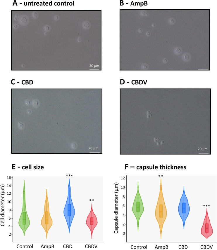 Morphology changes observed in C. neoformans under treatment of phytocannabinoids.Cells were counterstained with India ink and captured by light microscopy at 60 × magnification. Representative images of C. neoformans cells treated with untreated control (A), AmpB (B), CBD (C), and CBDV (D). Violin plots show the distribution of cell diameter (E) and capsule diameter (F) across 200 C. neoformans cells from two independent biological replicates. Statistical significances were assessed using One-way ANOVA test (**p < 0.01 and ***p < 0.001).