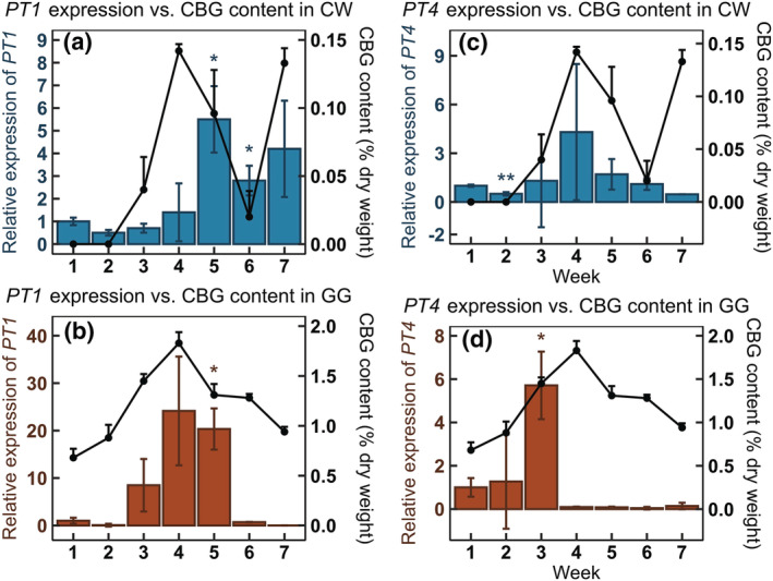 The remaining CBG amount and gene expression of PT1 and PT4 over the course of 7‐week flower development in CW (a, c) and GG (b, d). Y axis on the left show relative expression of PT1 and PT4. Y axis on the right show the percentage of CBG amount in dry flower samples. Data are presented as means ± SE (n = 4). Positive direction error bars are shown for the line. Significant difference of P < .05 (*) and P < .01 (**) was determined by comparing to week 1 using Student's t test