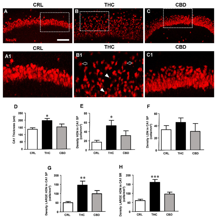 Prolonged THC or CBD exposure effects on neuronal viability. (A–C) Confocal microscopy images of NeuN immunostaining of neurons in CA1 SP and SR of a CRL (A), THC (B), and CBD slice (C) acquired with a 20X objective. A–C scale bar: 75 µm. (A1–C1) Enlargements of dotted areas of the corresponding slice in (A–C). (A1): The image shows healthy neurons in CA1 SP. (B1): The image highlights the profound alteration of neurons caused by subchronic THC exposure. Arrowheads and open arrows point to HDN neurons and large HDN neurons, respectively. (C1): The image shows that CBD treatment did not alter neurons of CA1 SP, which show a healthy morphology. A1–C1 scale bar: 30 µm. (D–H) Quantitative analyses of morphological alterations in CA1. (D) Thickness of CA1. Statistical analysis: one-way ANOVA p < 0.01; * p < 0.05 vs. CRL, Newman–Keuls post hoc test. (E) Density of HDN neurons in SP. Statistical analysis: one-way ANOVA p < 0.05; * p < 0.05 vs. CRL, Newman–Keuls post hoc test. (F) Density of LDN neurons. Statistical analysis: one-way ANOVA, not significant. (G) Density of large HDN neurons in SP. Statistical analysis: one-way ANOVA p < 0.01; ** p < 0.01 vs. CRL, Newman–Keuls post hoc test. (H) Density of large HDN neurons in SR. Statistical analysis: one-way ANOVA p < 0.0001; *** p < 0.001 vs. CRL, Newman–Keuls post hoc test). Bars represent the mean ± SEM of 6–8 experiments.