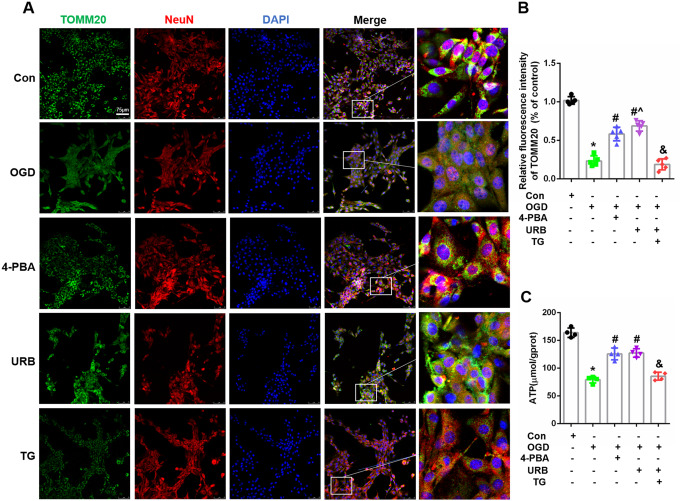 Effects of URB597, 4-PBA, and TG on HT22 cell mitochondrial function in OGD. A Representative TOMM20 (green) and NeuN (red) immunofluorescence. B Statistical analysis of fluorescence intensity of TOMM20. C Statistical analysis of ATP levels. ∗p < 0.05 νs. Con, #p < 0.05 νs. OGD, ^p < 0.05 νs. 4-PBA, &p < 0.05 νs. URB597, (n = 4)