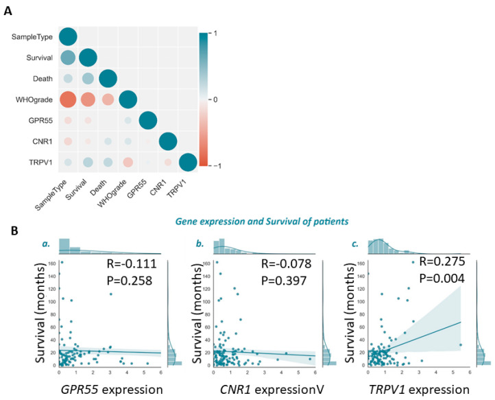 Correlation of cannabinoid receptors with glioma patient survival. (A) Graphical representation of the correlation matrix for the correlations between the expression of the receptors GPR55 (n = 113), CNR1 (n = 129), and TRPV1 (n= 116) and glioma sample type and overall glioma patient survival (months). The correlations range from −1 (red dots) to 1 (blue dots). The closer the values are to 0, the more uncorrelated the variables are. (B) Estimation of the regression model between patient survival and the expression of three cannabinoid receptors: GPR55 (a.; n = 106.), CNR1 (b.; n = 120), and TRPV1 (c.; n = 109). R: the correlation coefficient between the analysed variables; p: statistical p-value (considered significant when p < 0.05).
