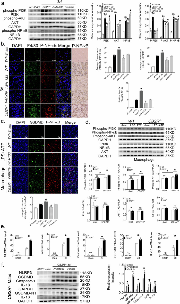 CB2R regulates macrophage pyroptosis through the PI3K/AKT/NF-κB pathway.a Western blot and quantitative analysis of PI3K, phospho-PI3K, AKT, phospho-AKT, NF-κB and phospho-NF-κB from whole muscle tissue lysates, n = 3, *p < 0.05 vs. sham group, #p < 0.05 vs. Vehicle group. b The positive area of phospho-NF-κB expression and the average fluorescence intensity of F4/80 and phospho-NF-κB in the damaged area, n = 4, *p < 0.05 vs. WT-3d group, #p < 0.05 vs. Vehicle-3d group. c Relative expression of phospho-NF-κB in peritoneal macrophages treated with LPS + ATP. n = 5, *p < 0.05 vs. WT group, #p < 0.05 vs. Vehicle group. d PI3K, phospho-PI3K, AKT, phospho-AKT, NF-κB and phospho-NF-κB protein levels in peritoneal macrophages of WT mice and Cb2r−/− mice after stimulation with LPS + ATP, n = 3, *p < 0.05 vs. WT group, #p < 0.05 vs. sham group. Data are represented as mean ± SD. e NLRP3, ASC, caspase-1, GSDMD and IL-1β mRNA expression levels, n = 3, *p < 0.05 vs. WT group. f The protein levels of NLRP3, GSDMD, GSDMD-NT, caspase-1, IL-18 and IL-1β from whole muscle tissue lysates of Cb2r−/− mice at 3 days post-injury treated with the PI3K inhibitor LY294002 or vehicle, n = 3, *p < 0.05 vs. Vehicle group. Data are represented as mean ± SD. ns no significance.