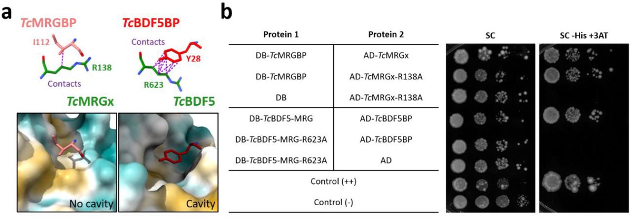 Number of MRGBPs atoms in contact with the conserved arginine of its partner MRG correlates with the loss of interaction when mutated by alanine.(a) The I112 of TcMRGBP that is in the position where the aromatic residue of the conserved FxLP motif should be, shows only has a single contact with the conserved arginine R138 of TcMRGx in the AF2-multimer prediction. In contrast, the aromatic residue Y28 of the [FY]EPP motif of TcBDF5BP is in close contact (9 atom to atom contacts) with the conserved arginine R623 of TcBDF5. Note: R623 is the conserved arginine in position 623 of Dm28c TcBDF5, that is R634 for CL Brener (see materials and methods). (b) Spot growth assay of MaV203 strains expressing a combination of DB, AD, DB-TcMRGBP, DB-TcBDF5-MRG, DB-TcBDF5-MRG-R623A, AD-TcMRGx, AD-TcMRGx-R138A and AD-TcBDF5BP. The table on the left indicates the combinations tested in each row. Positive and negative interaction controls were also included. Dilutions of OD600=1.000, 0.100, 0.010 and 0.001 were spotted on solid SC medium or solid SC medium without histidine (-His) supplemented with 50mM 3-AT to titrate basal HIS3 expression. Cells were incubated at 30 °C for 8 days.