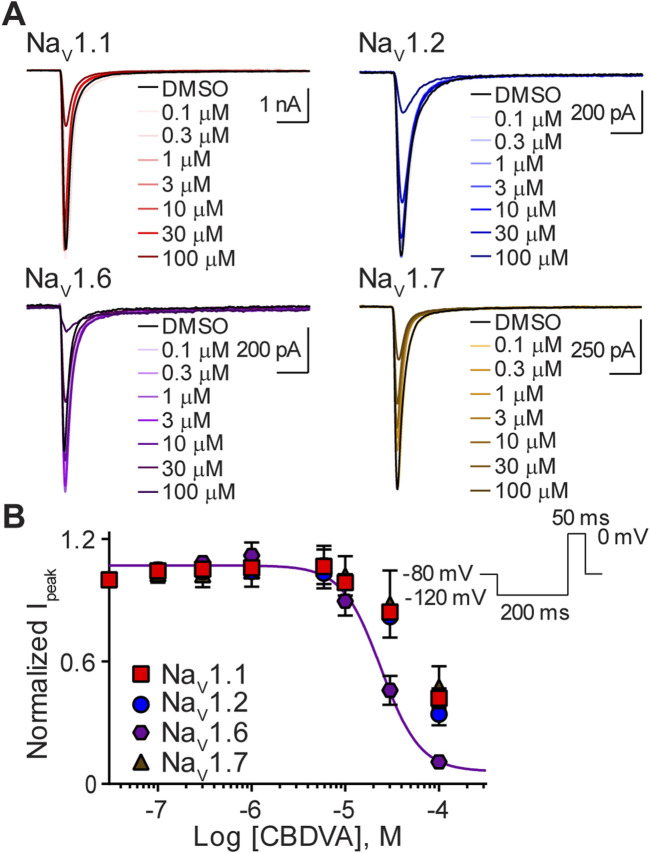 Effect of CBDVA on the NaV1.1, NaV1.2, NaV1.6, and NaV1.7 channels. (A) Representative current traces for NaV1.1, NaV1.2, NaV1.6 or NaV1.7 in the presence of vehicle DMSO (▬) or CBDVA (0.1–100 μM), as labelled. Horizontal scale bars (2 ms) apply to all traces. (B) Potency as a function of CBDVA concentration (0.1–100 µM) against NaV1.1 (n = 7), NaV1.2 (n = 8), NaV1.6 (n = 6) or NaV1.7 (n = 7). Data points are mean ± SEM of independent cells. Inset: Schematic of the voltage protocol used to generate these data.