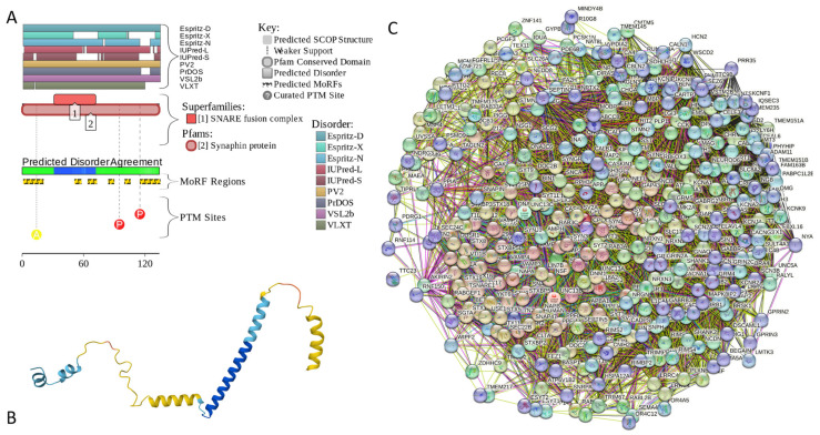 Functional disorder analysis of human complexin-1 (UniProt ID: O14810). (A) Functional disorder profile generated by D2P2. (B) 3D structural model generated by AlphaFold. (C) CPLX1-centered PPI network generated by STRING. This network was generated using a custom confidence value of 0.225 for minimum required interaction score.