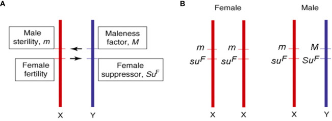 Information on sex determinants (A) and sex chromosomes (B) in cannabis [adapted from (Bergero and Charlesworth, 2008; Divashuk et al., 2014)].