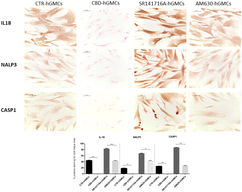 Immunocytochemical staining for IL18, NALP3 and CASP1. CBD-hGMSCs showed a negative staining for IL-18, NALP3, and CASP1 compared to CTR-hGMSCs. Instead, hGMSCs-SR141716A and hGMSCs-AM630 showed a significant positive staining for IL-18, NALP3, and CASP1 compared to CBD-hGMSCs. The graph represented the densytometric quantitative analysis. For IL-18 CTR-hGMSCs vs. CBD-hGMSCs ***p < 0.001; SR141716A-hGMSCs vs. AM630-hGMSCs ****p < 0.0001. For NALP3 CTR-hGMSCs vs. CBD-hGMSCs **p < 0.01; SR141716A-hGMSCs vs. AM630-hGMSCs **p < 0.01. For CASP-1 CTR-hGMSCs vs. CBD-hGMSCs ***p < 0.001; SR141716A-hGMSCs vs. AM630-hGMSCs ***p < 0.001.