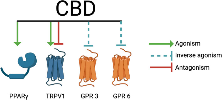 CBD interacts with regulators of energy homeostasis. CBD impacts regulators of energy homeostasis, including agonizing PPARγ, inversely agonizing GPR3 and GPR6, and agonizing and inhibiting TRPV1. Created with BioRender.com