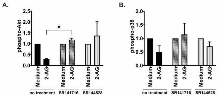 Effects of inhibiting the cannabinoid receptors on Akt and p38 activation. JeKo-1 cells were treated for 20 min with the CB1 antagonist SR141716 (10 nM), or with the CB2 inverse agonist SR1445282 (10 nM), prior to be incubated for 2 min with 2-AG. Activation of the signaling pathways (A) Akt and (B) p38 was assessed by Western blotting, normalizing phospho/GAPDH band intensity to total/GAPDH as described in Section 2, bars represent an average of the ratio of three repeats and error bars are standard error of the mean; 2-AG condition is shown as normalized to incubation with vehicle set as 1, unpaired t-test with Welch’s correction, # p < 0.05.