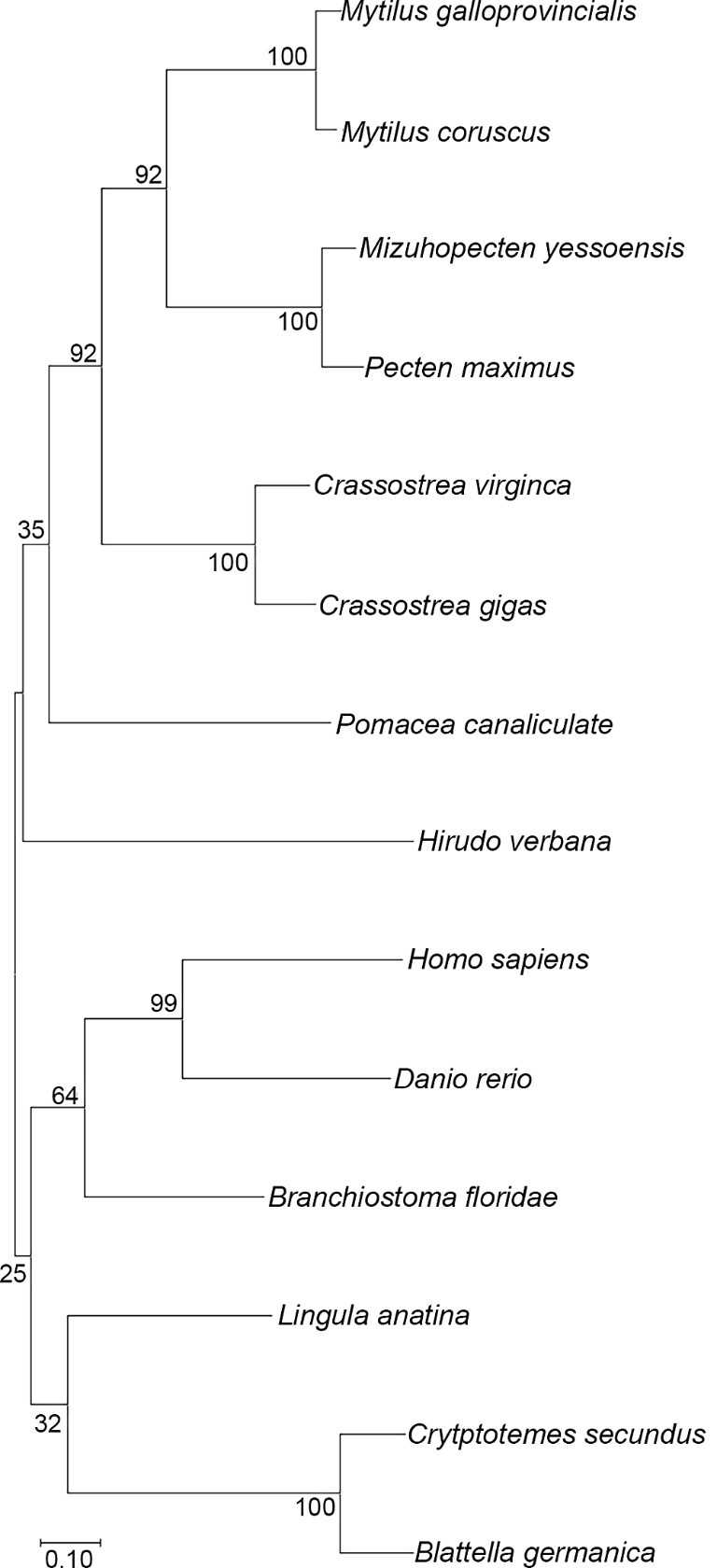Phylogenetic analysis of HirFAAH. HirFAAH sequences were analyzed in relation to 13 FAAH2/FAAH2-like orthologues by the Maximum Likelihood statistical method, the Jones-Taylor-Thornton (JTT) substitution model for amino acids, and nearest neighbor heuristic method. Confidence intervals for 500 bootstrap trials are provided