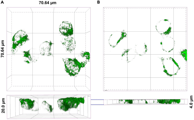 A test to determine the depth on the Z-axis(A) Representative 3D images were taken at a depth of 20 μm.(B) Representative 3D images were taken at a depth of 4 μm from (A).