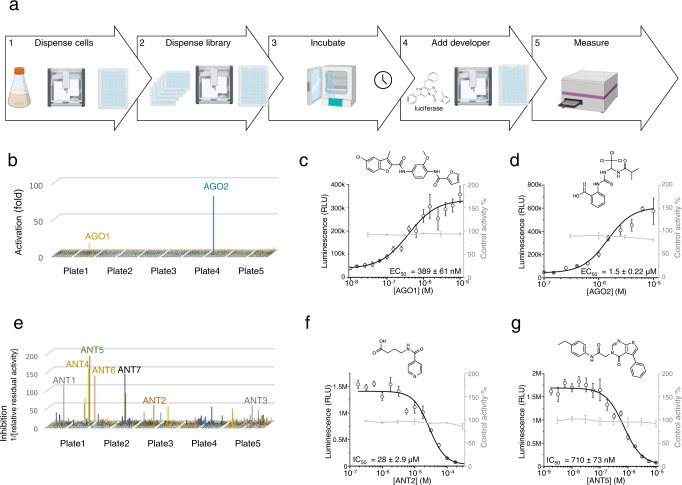 High-throughput screening applications.a The high resolution and low background of the KM206 cannabinoid biosensor strain makes it well suited for high-throughput screening for GPCR ligands. The HTS screening workflow consists of (1) robotically dispensing the biosensor strain into 384-well plates, followed by (2) dispensing the library into these plates, (3) incubating for 3 h, (4) adding the developer solution (lysis buffer with luciferin) to the cells, and (5) measuring luciferase activity with a plate reader. b An agonist screen of the library led to the discovery of 2 CB2 agonists with markedly higher luciferase signal than the background. c A Dose–response curve (black) for AGO1 revealed an EC50 of 200 nM. While control curve (gray) shows no noticeable non-CB2 specific effect of AGO1 on the control strain KM207. d In the case of AGO2, a dose–response curve showed an EC50 2 of μM and no effect on control strain. These results clearly validate the hits from the screening experiments. e An antagonist screen of the library was performed by adding the library on top of cell supplemented with 2 nM CP55940. Here, compounds that resulted in lower luciferase activity than that of CP55940 alone were defined as hits (inhibitors). Their potency was calculated as [relative residual activity]−1. This revealed several potential antagonists (ANT1-7). f A dose–response curve for ANT2 revealed an IC50 of 29 μM. The control curve (gray) shows no non-CB2 specific effect of ANT2 on the control strain KM207. g For ANT5, a dose–response curve showed an IC50 of 710 nM) and no effect on the control strain. For (c), (d), (f), and (g), data presented as mean + /− standard deviation. n = 3 biologically independent samples. Source data are provided in the Source Data file.