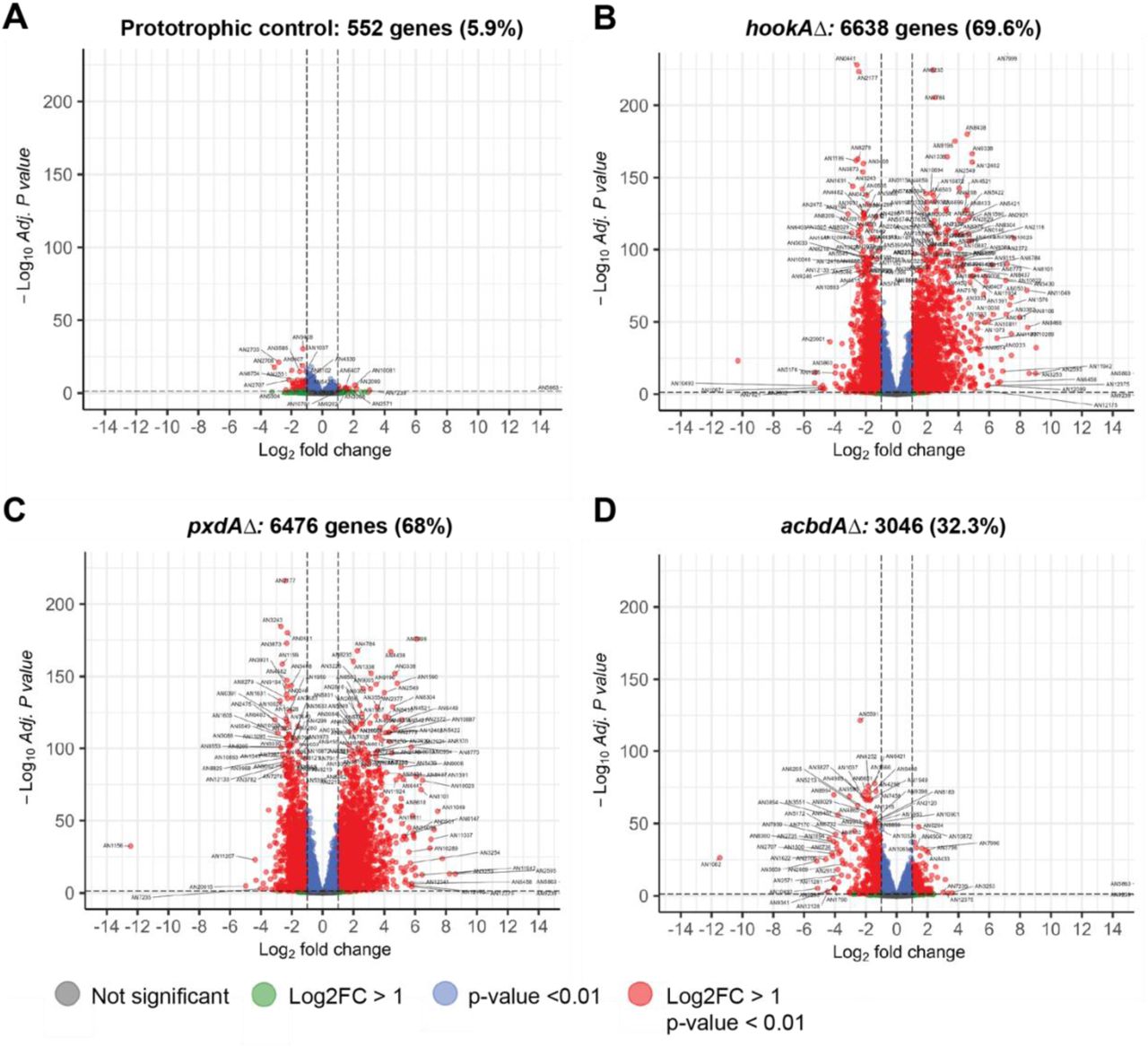 (related to figure 2). Differentially expressed genes in prototrophic control, hookAΔ, pxdAΔ, and acbdAΔ compared to a wild-type strain (A-D)Volcano plots summarizing the Log2 fold-changes in gene expression and adjusted p-values in prototrophic control, hookAΔ, pxdAΔ, and acbdAΔ compared to a wild-type strain. Parenthetical values represent the percentage of detected transcripts that were significantly differentially expressed.