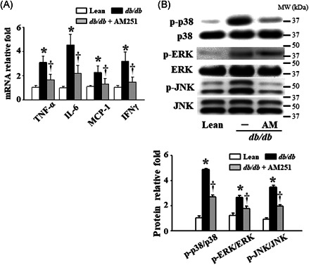 Effects of AM251 on the inflammatory response and MAPK‐related factor levels in the liver tissues of db/db mice. A, Hepatic mRNA levels of TNF‐α, IL‐6, MCP‐1, and IFNγ were measured by quantitative real‐time polymerase chain reaction. B, Hepatic protein phosphorylation levels of p38, ERK, and JNK were detected using Western blot analysis. *P < .05 vs Lean control mice (n = 7); † P < .05 vs db/db mice (n = 8). ERK, extracellular signal‐regulated kinase; IFNγ, interferon γ; IL‐6, interleukin‐6; JNK, c‐Jun N‐terminal kinase; MAPK, mitogen‐activated protein kinase; MCP‐1, monocyte chemoattractant protein‐1; mRNA, messenger RNA; MW, molecular weight; TNF‐α, tumor necrosis factor‐α
