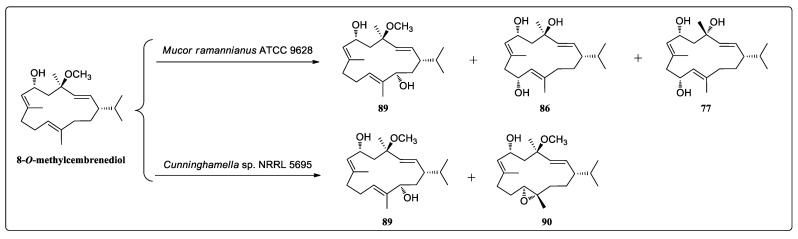 Biocatalytic oxidation and epoxidation of 8-O-methylcembremediol (89, 90).