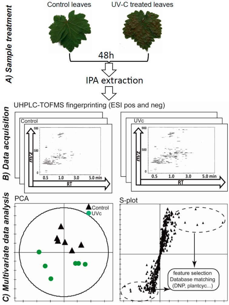 UHPLC-TOFMS metabolomics approach: (A) Leaves from independent plantlets were irradiated with UV-C and then extracted using IPA (isopropanol) after 48 h. Pictures of Vitis vinifera leaves are displayed. As shown, morphological changes can already be observed after 48 h (B) 2D ion maps of NI ESI UHPLC-TOFMS rapid metabolite profiling for each extract; (C) Principal component analysis (PCA) of V. vinifera LC-MS data in NI mode and S-plot display after OPLS-DA for the selection of the most important features for further annotation.