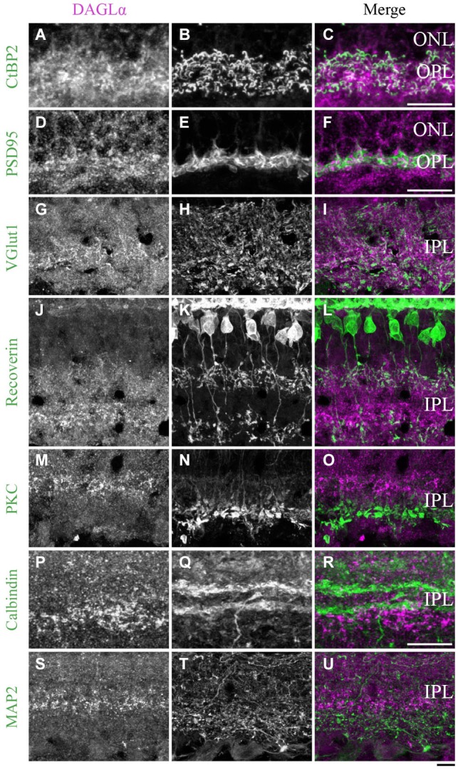 DAGLα immunoreactivity in the outer and inner plexiform layers. (A–U) confocal micrographs of adult retinas co-immunolabeled for DAGLα and several markers for photoreceptor synaptic ribbons (CtBP2), photoreceptor terminals (PSD95), axon terminals of the bipolar cells (VGlut1), axon terminals of type 2 and 8 cone bipolar cells (recoverin), axon terminals of rod bipolar cells (PKCα), dendrites of amacrine cells (calbindin) or dendrites of ganglion cells (MAP2). DAGLα is localized in the synaptic terminals of the photoreceptors (A–F), and in the axon terminals of the bipolar cells (G–I). However, DAGLα is not expressed in the axon terminals of type 2 and 8 cone bipolar cells (J–L) or rod bipolar cells (M–O). DAGLα is not expressed in the dendrites of amacrine (P–R) or ganglion cells (S–U). ONL, outer nuclear layer; OPL, outer plexiform layer; IPL, inner plexiform layer. Scale bar = 10 µm.